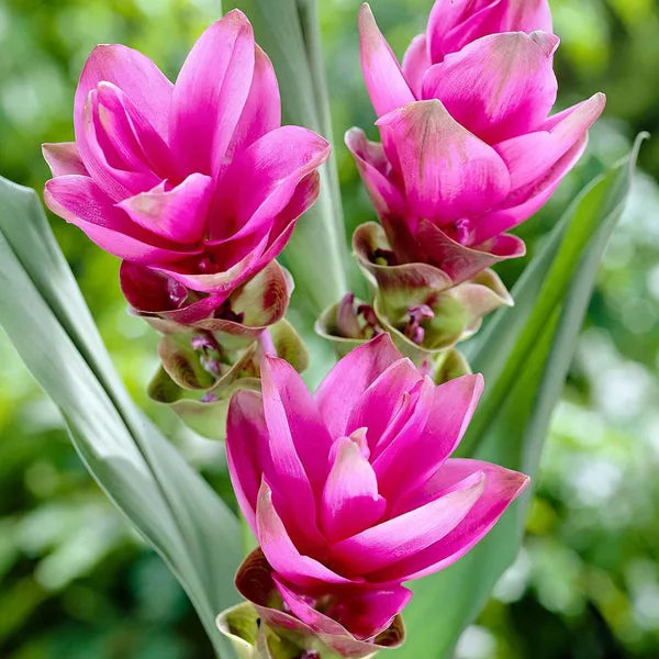 Curcuma Pink Flower Bulbs Pack of 2 Bulbs thumbnail 2