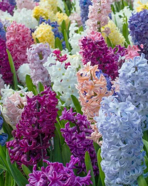 Hyacinth Imported Flower Bulb Multicolor thumbnail 2