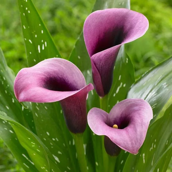 Calla Lily Imported purple Pack of 2 Bulbs thumbnail 2