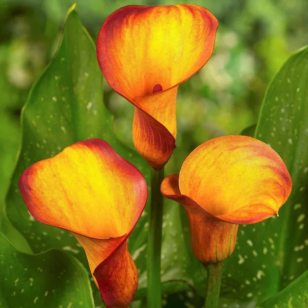 Calla Lily Imported orange Pack of 2 Bulbs thumbnail 2