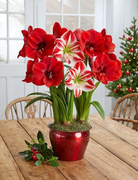 Amaryllis Lily Flower Bulbs Pack of 2 Bulbs thumbnail 2