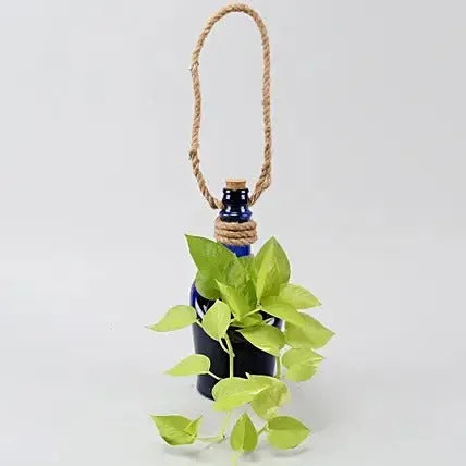 Hanging Money Plant In Antiquity Bottle Planter thumbnail 2