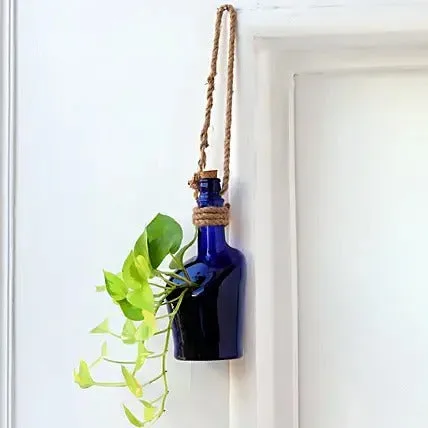 Hanging Money Plant In Antiquity Bottle Planter thumbnail 6