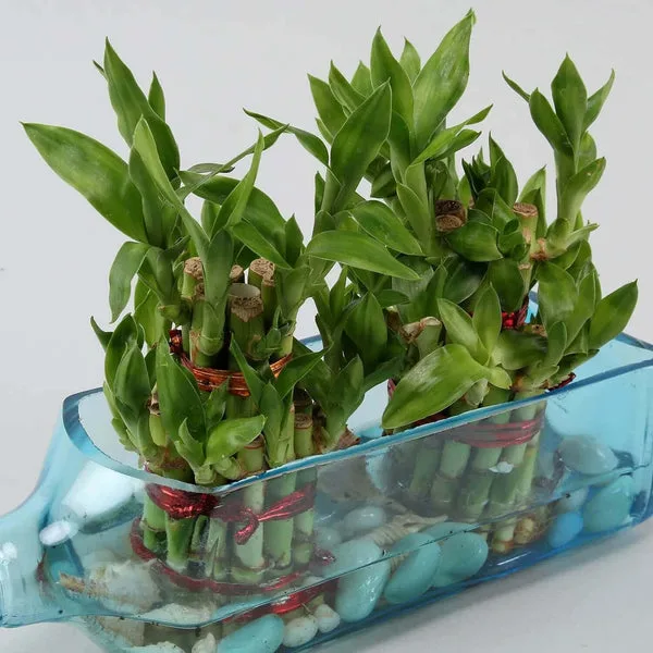 Double Lucky Bamboo Bombay Sapphire Bottle Planter thumbnail 2