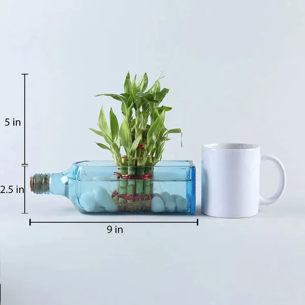 Lucky Bamboo Bombay Sapphire Bottle Planter thumbnail 4