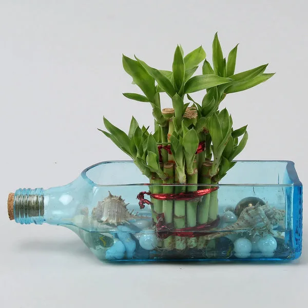Lucky Bamboo Bombay Sapphire Bottle Planter thumbnail 5